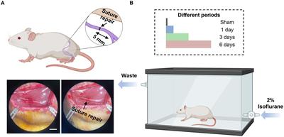 Isoflurane conditioning improves functional outcomes after peripheral nerve injury in a sciatic cut repair murine model